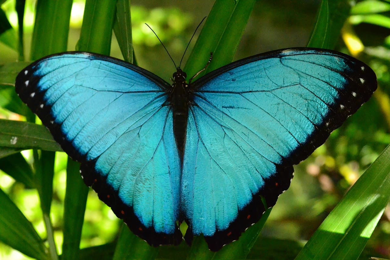 Mariposas de Mindo